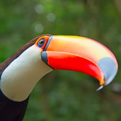toucan2
